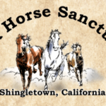 The Wild Horse Sanctuary
