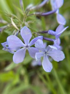 Woodsorrels are early bloomers that can be identified by their five petals