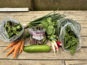 A collection of farm produce- salad greens, carrots, green onions, cucumber, radish
