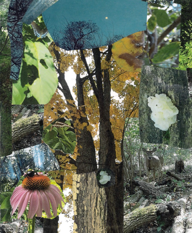 Tree collage made for The Life of Trees class. All photos taken by Miranda