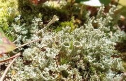 Pale green-grey lichen, shaped like trumpets, sprout amongst moss and twigs.