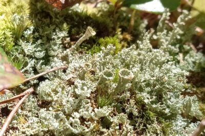 Pale green-grey lichen, shaped like trumpets, sprout amongst moss and twigs.