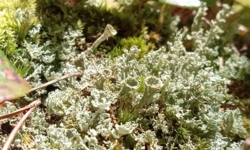 Pale green-grey lichen, shaped like trumpets, sprout amongst moss and twigs.