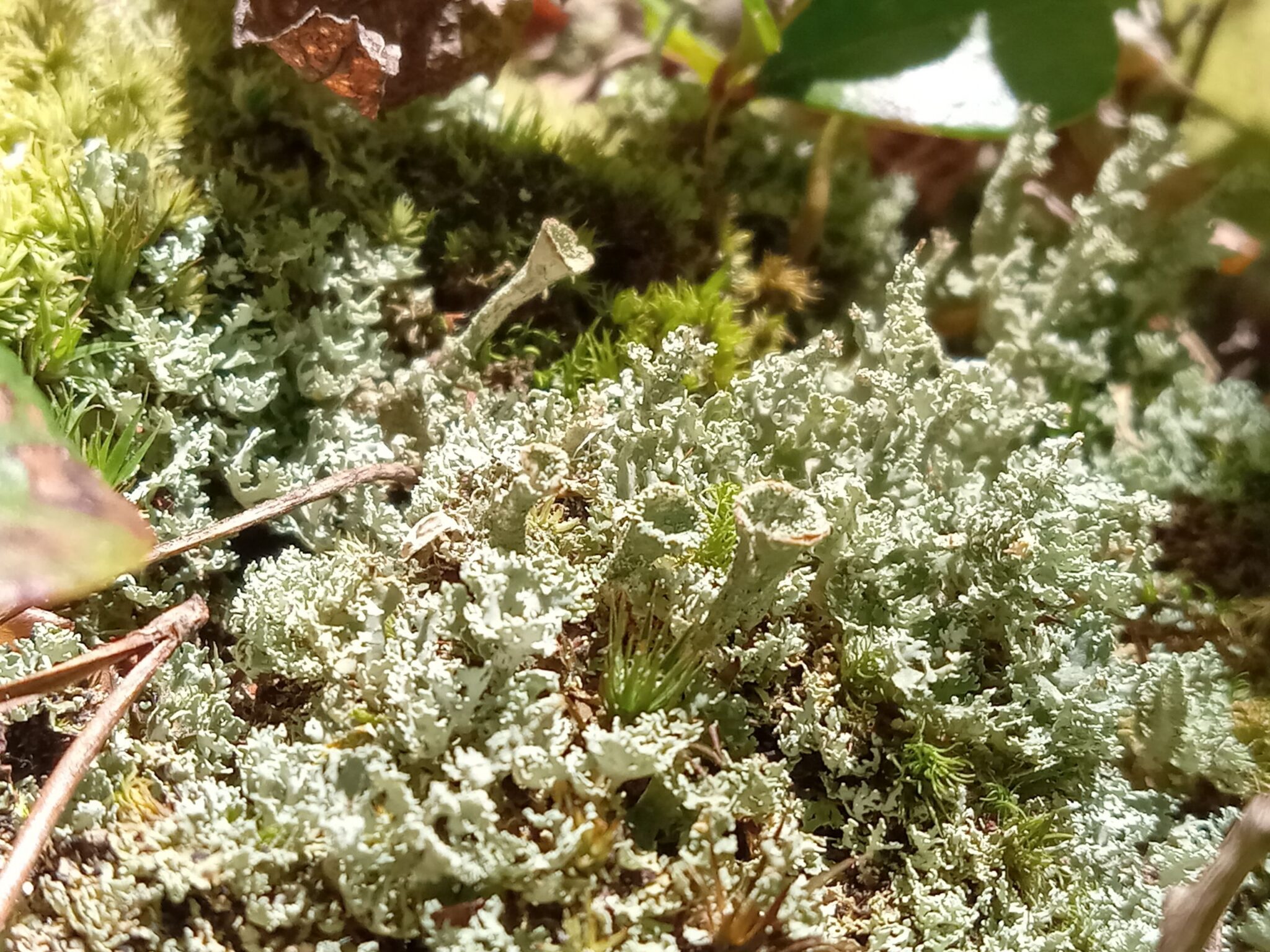 Pale green-grey lichen, shaped like trumpets, sprout amongst moss and twigs.