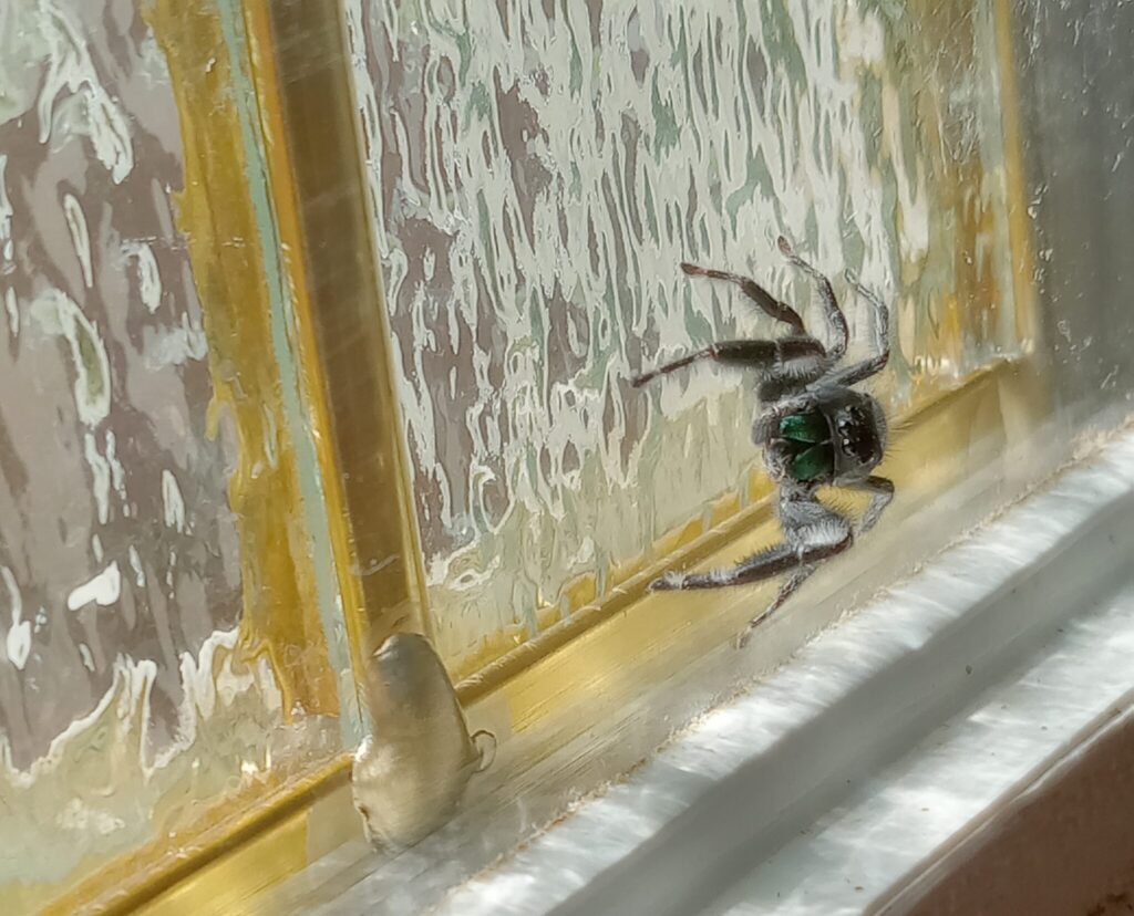 A small, fuzzy black spider with turquoise fangs perches sideways on a backlit window.