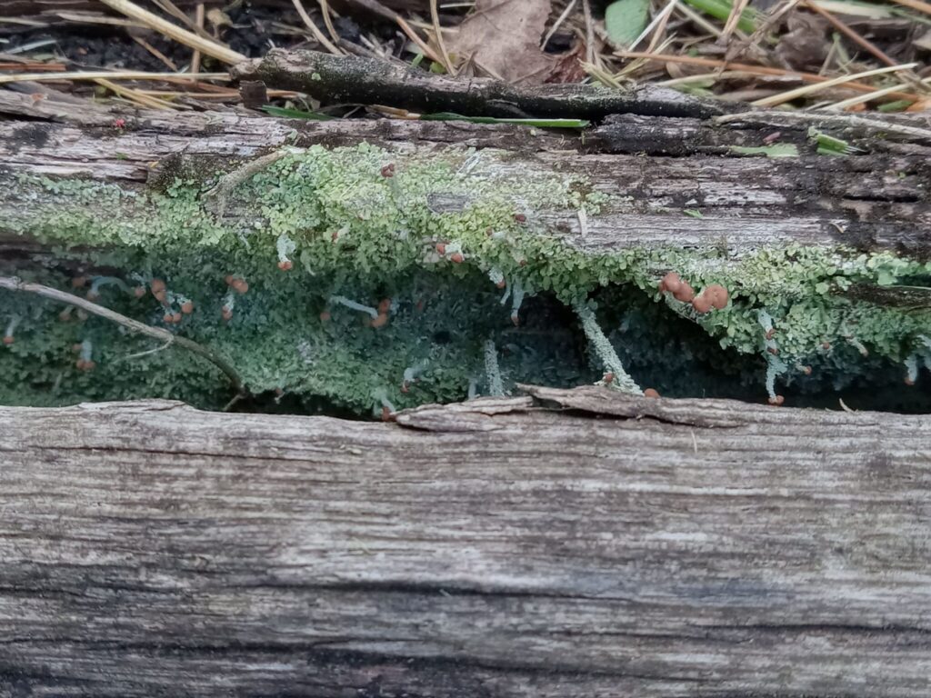 Pale green scale-like growths peek out from a crack in an old wooden board. Stalks poke up from the green, capped with a bulbous rust-brown knob.