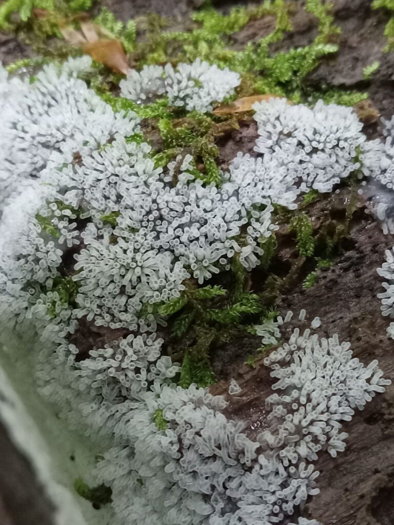 Numerous strange translucent white tubelike growths cluster out of a bed of moss on a fallen log. 